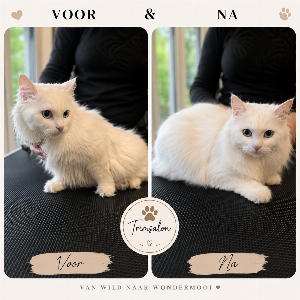 Turkse Angora