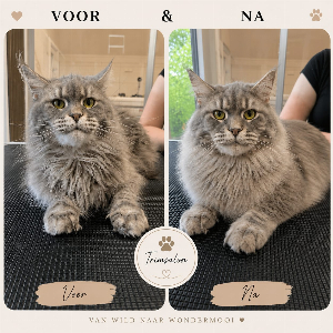 Maine Coon